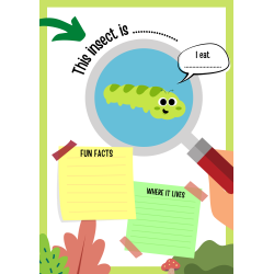 Insects Activity Book: 13 Pages - PDF DOWNLOAD