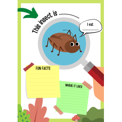 Insects Activity Book: 13 Pages - PDF DOWNLOAD